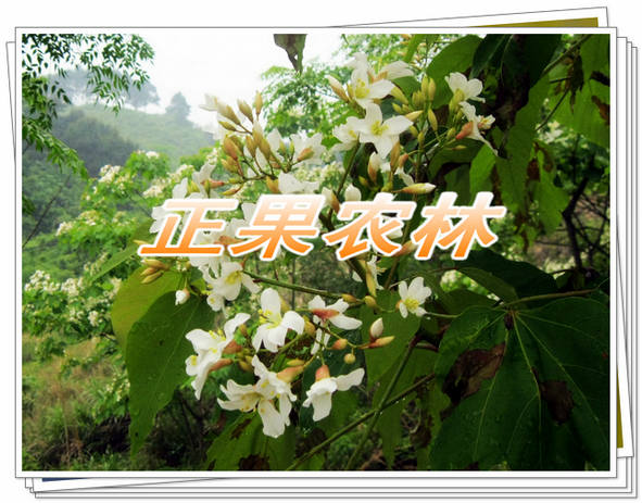 千年桐 (30).jpg 千年桐 (30).jpg