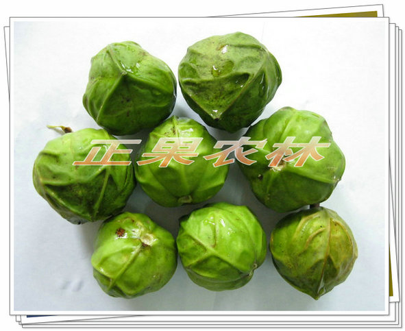 千年桐 (1).jpg 千年桐 (1).jpg