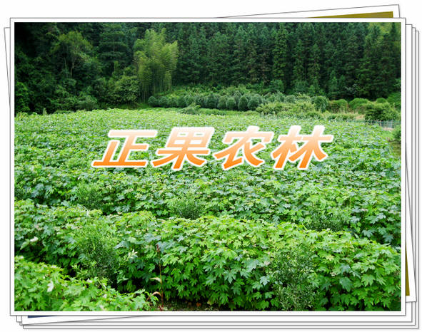 鍗冨勾妗?(24).jpg