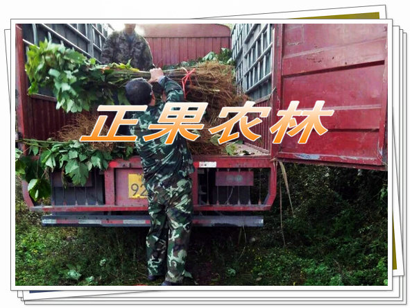 千年桐 (31).jpg 千年桐 (31).jpg
