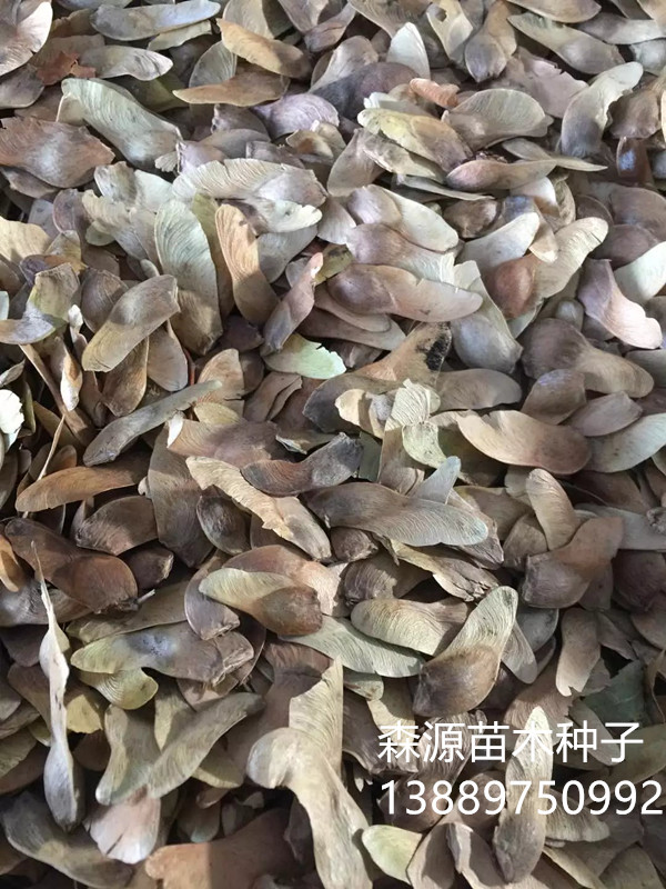 五角枫旧1右下角.jpg 五角枫旧1右下角.jpg