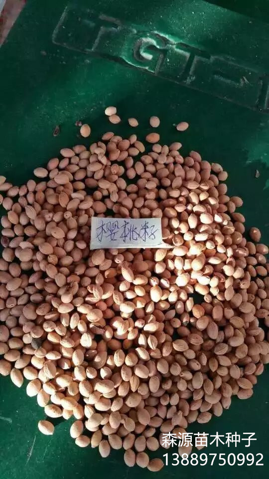 樱桃旧2右下角.jpg 樱桃旧2右下角.jpg