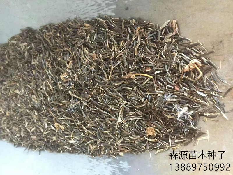 波斯菊新3右下角.jpg 波斯菊新3右下角.jpg