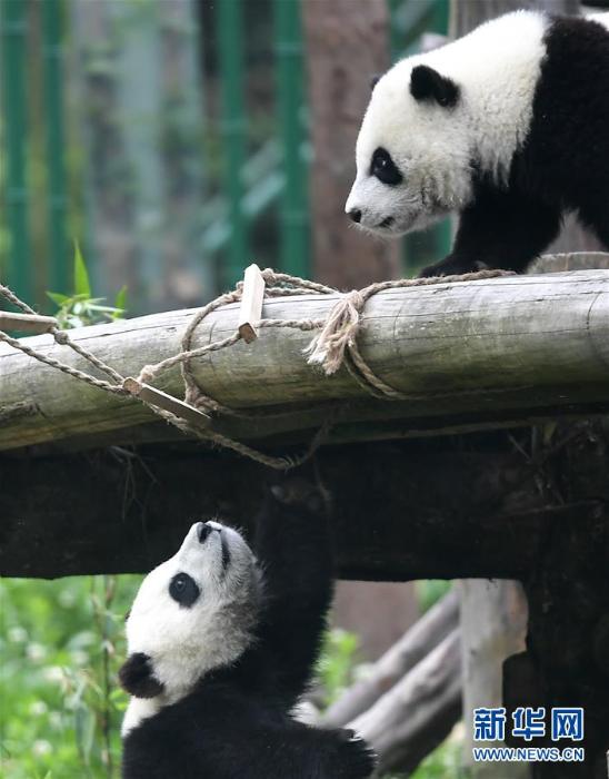 2019大熊猫最新数据发布:全球圈养大熊猫数量达600只