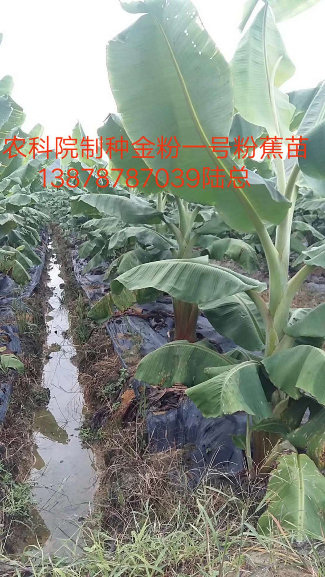 广东香蕉苗西贡粉蕉苗,红香蕉苗,香蕉种苗