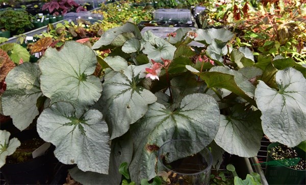 辰山植物园辰山银秋海棠新品种获国际登录
