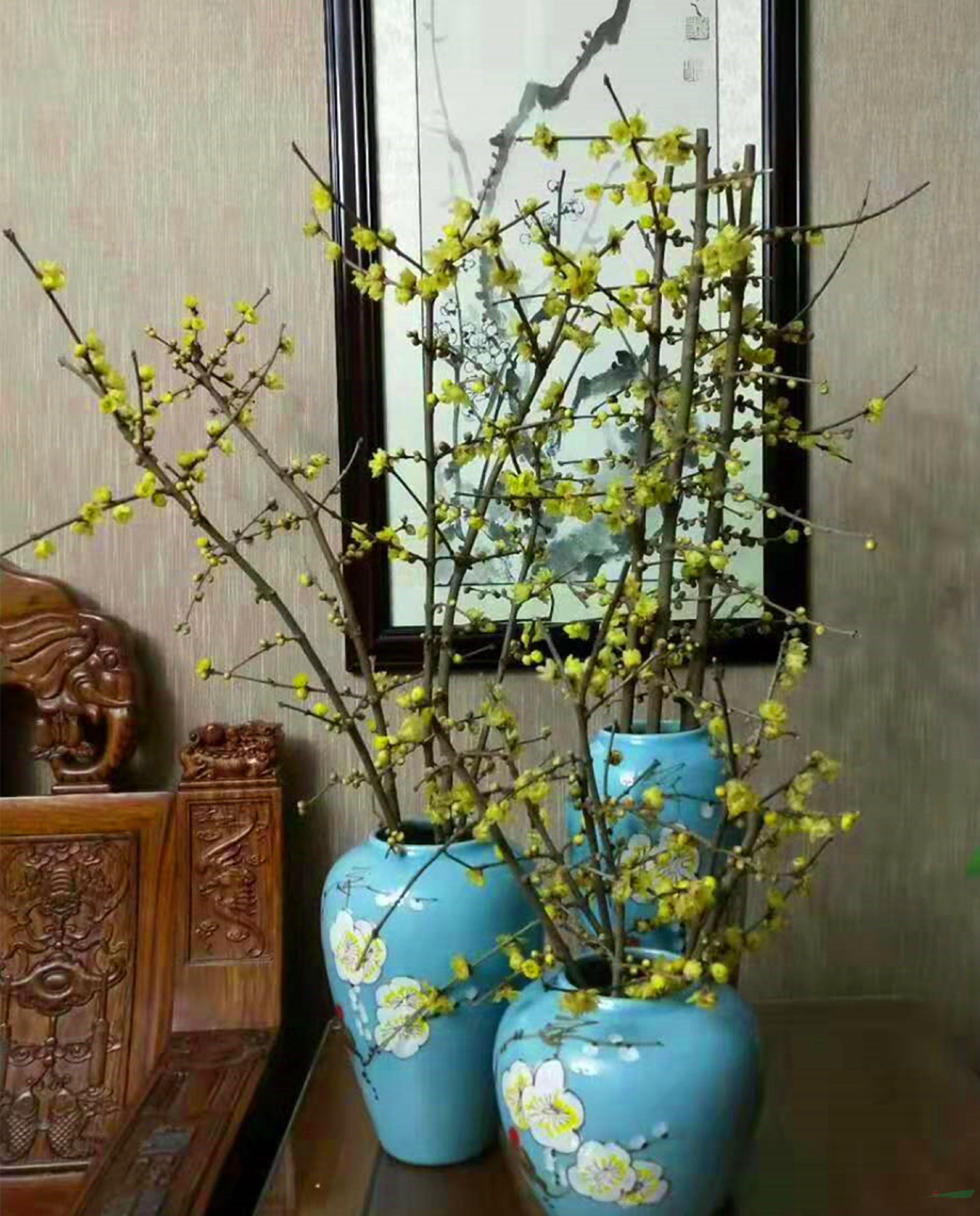 图二为:瓶插木本切花——蜡梅花图三为:花市上销售的木本切花——蜡