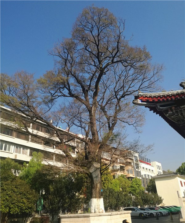 四川国光首次在昆明用高科技问诊百年古树