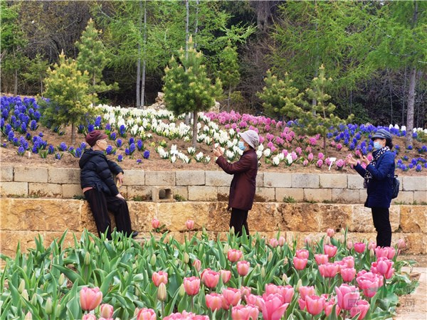 50余种国外球根花卉绽放香格里拉高山植物园