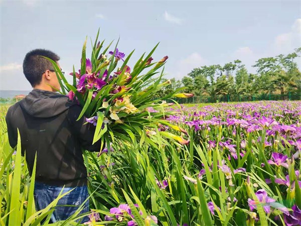 我国鸢尾生产种植面积突破万亩