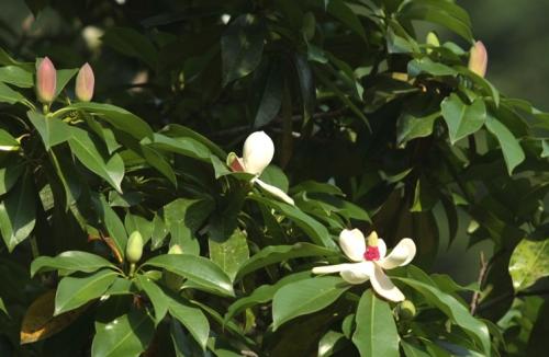 巴东 木莲(magnolietiapatungensis)属国家二级保护树种,是珍稀濒危