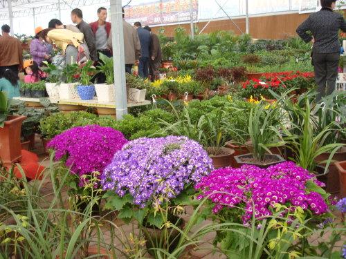 中国较大的花卉市场中国较大花卉市场是