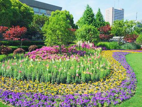 济南:2万平方米绿化植物"大挪移"