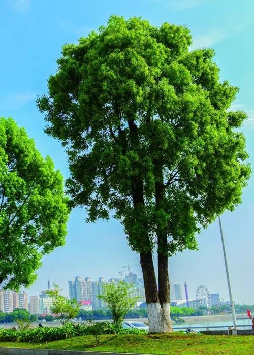 大连市:市树逐渐退出行道树行列
