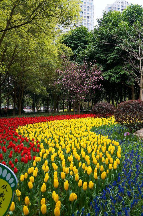 温州马鞍池公园举办郁金香花展迎来大批游人观赏
