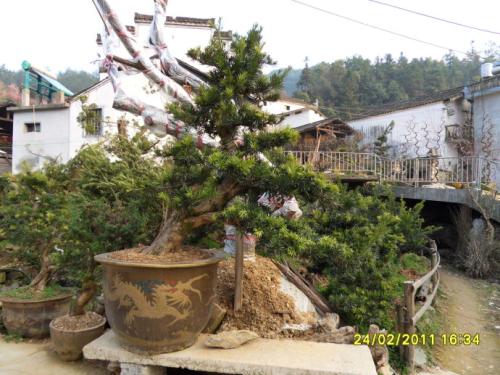 卖花渔村盆景之乡放异彩
