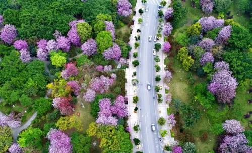 柳州确定新一代市树市花杜鹃三角梅成龙城花