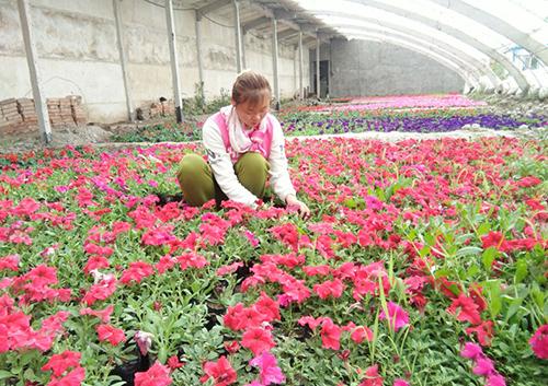 昆明专家下乡进行花卉生产技术培训