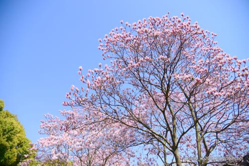 全国各地市树市花介绍