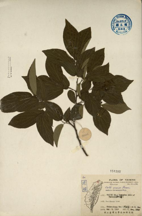 朴树Celtis sinensis Pers