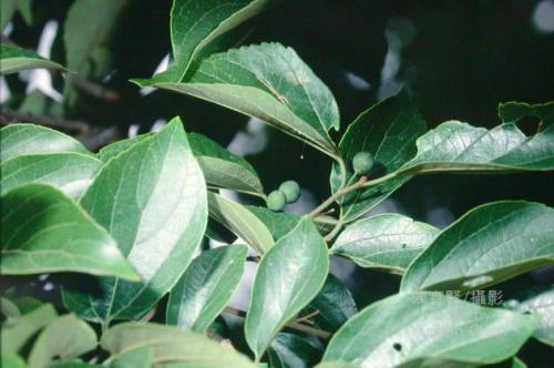 朴树Celtis sinensis Pers