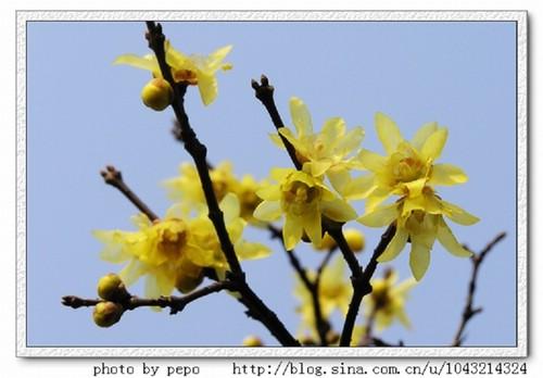 蜡梅Chimonanthus praecox (L.) Link
