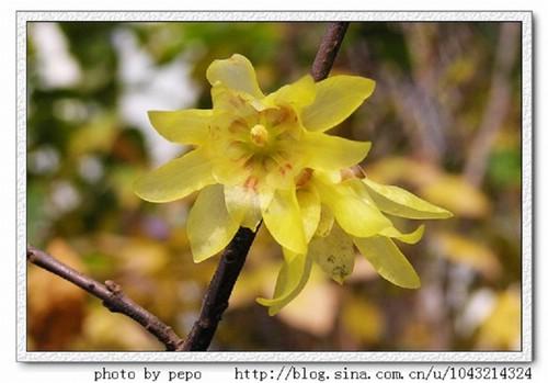 蜡梅Chimonanthus praecox (L.) Link