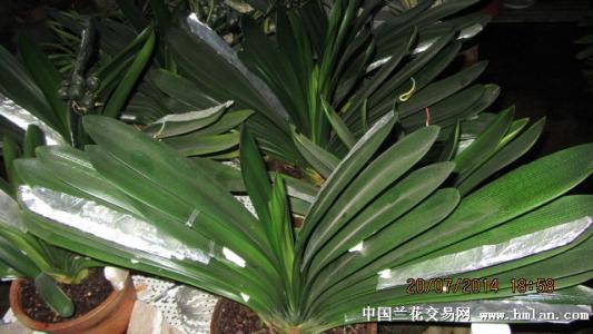 君子兰叶片歪斜应怎样矫正
