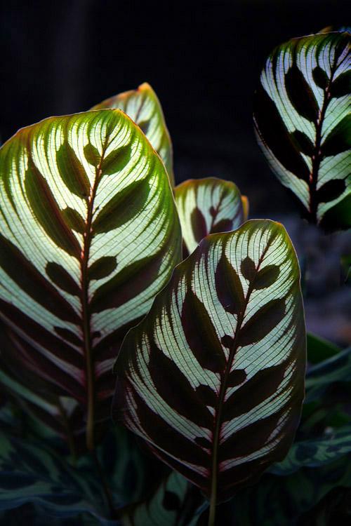 室内观叶植物防叶片黄化