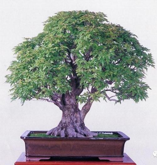 盆景的命名