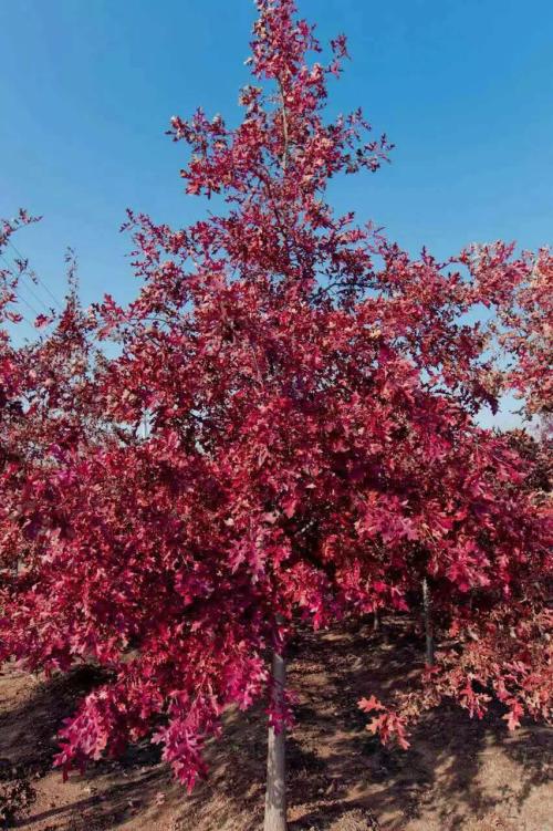 优良彩叶树北美红栎图