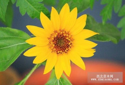 春日养花三忌