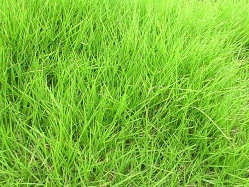 草坪草种类及栽培技术