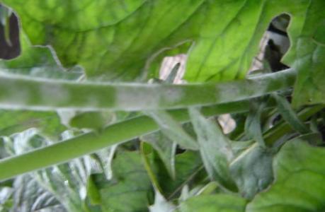 牵牛花白锈病