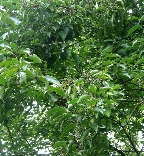 能源植物光皮树特性及养护