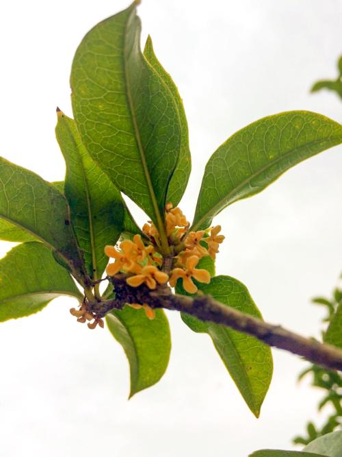 桂花的习性介绍