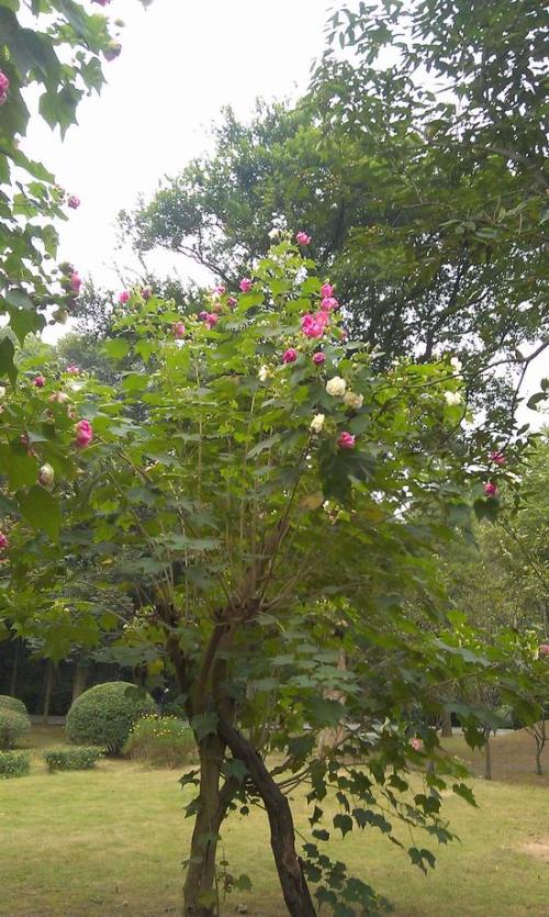 上海乡土树种——木芙蓉