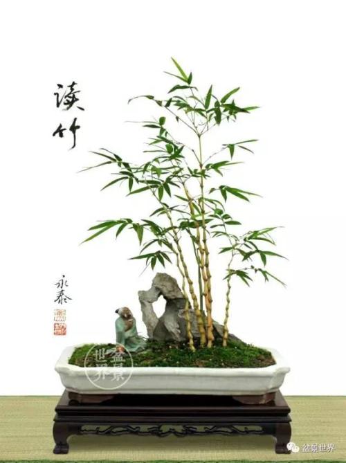 什么是竹草盆景怎样制作竹草盆景