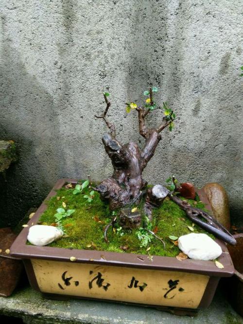 雀梅盆景桩坯在阳台养护