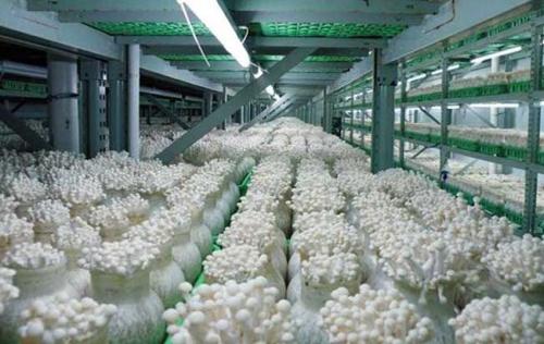 金针菇墙式立体高效栽培技术