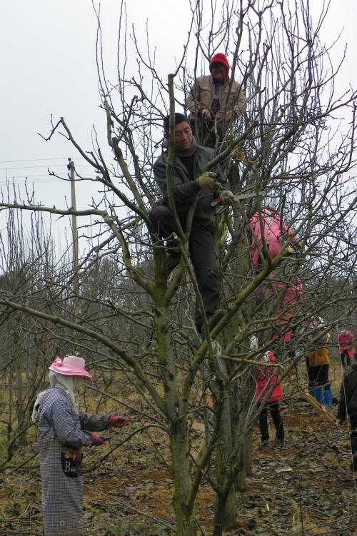 桃树冬季长枝修剪法