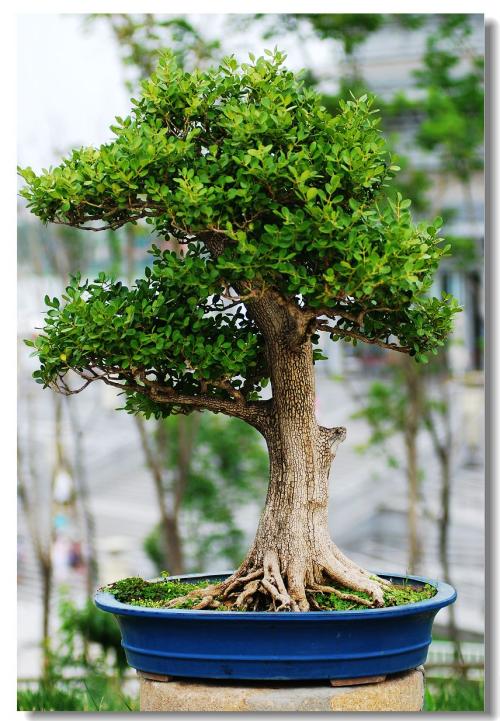 大叶黄杨盆景的制作与养护