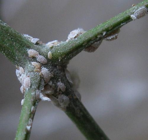 防治方法水汪汪的花卉介壳虫