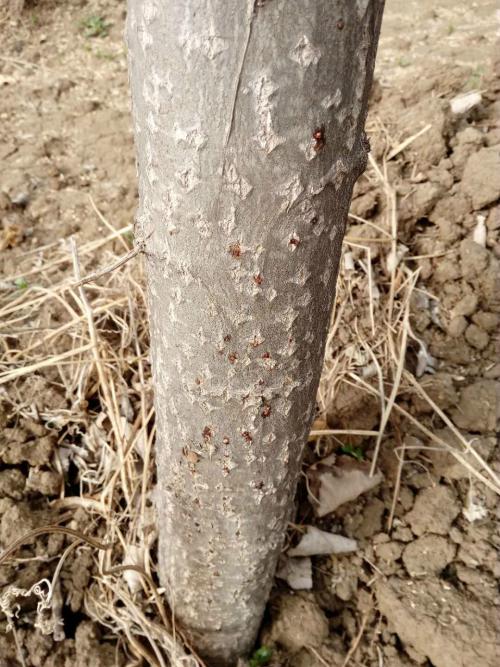 杨树溃疡病真菌预防