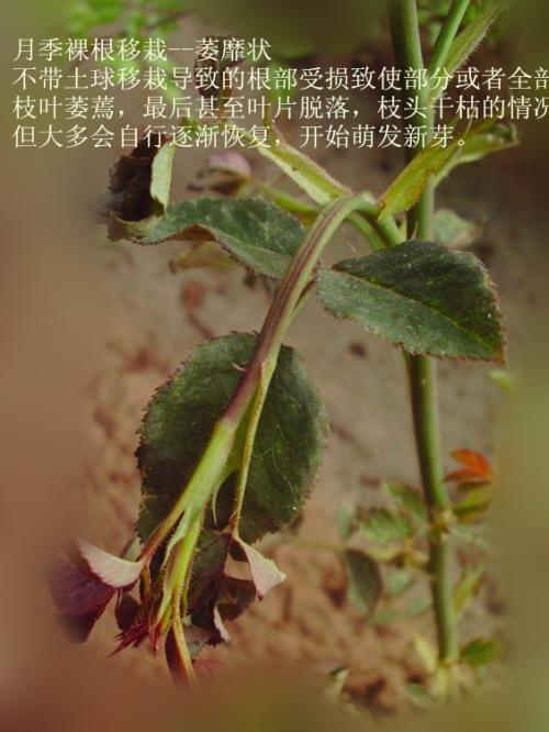 月季害虫蔷薇白轮蚧,长管蚜防治