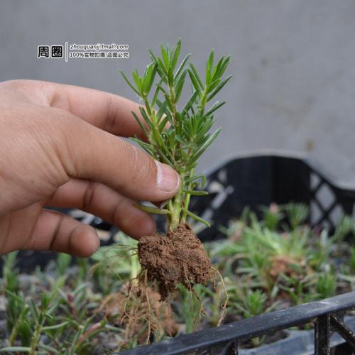 松叶牡丹植物特性与扦插繁殖