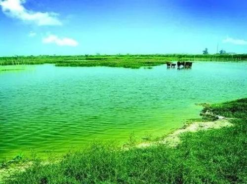 广东:中山未来将建1个3个省级湿地公园