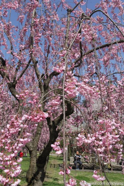 八重红枝垂樱水肥管理技术垂枝樱花水肥管理_栽培养护_农苗网