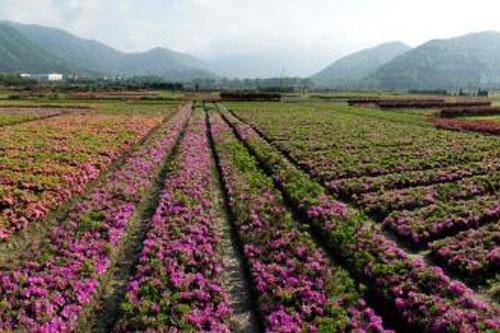 泸西:全国规模最大的花卉种植基地落户泸西