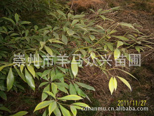 销售金丝楠木树苗 苗木种子 较细叶金丝桢楠树 苗木 种子 种苗